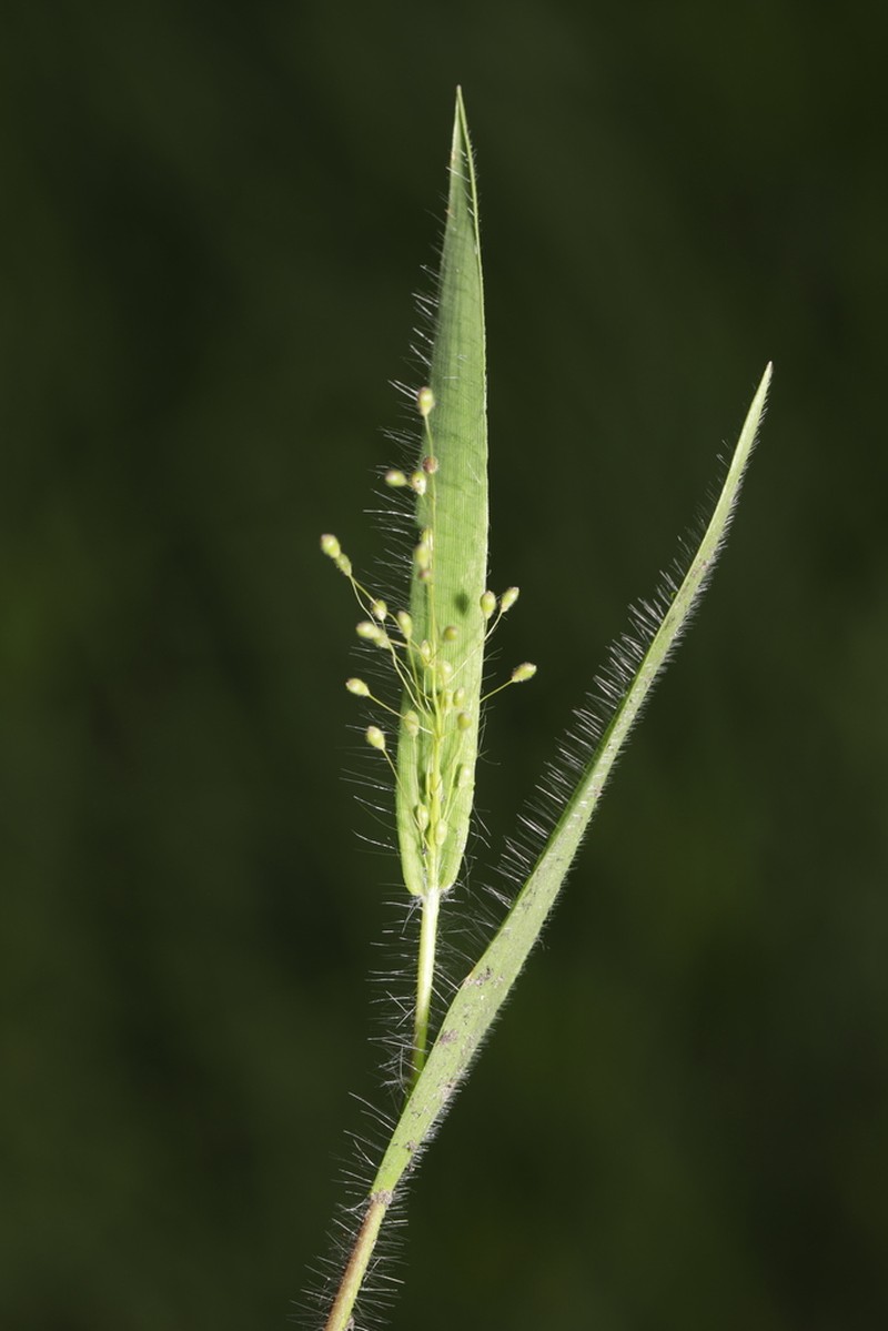 Dichanthelium praecocius photo 3