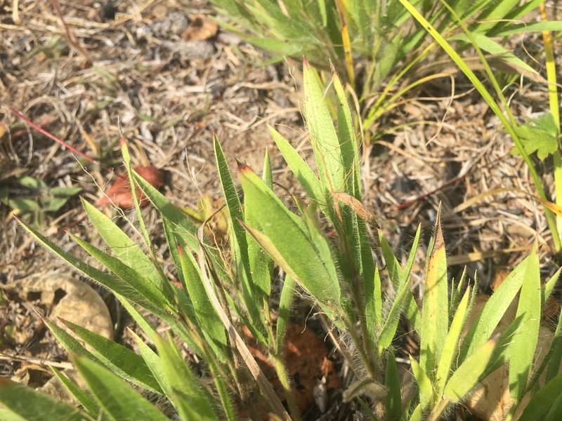 Dichanthelium praecocius photo 6