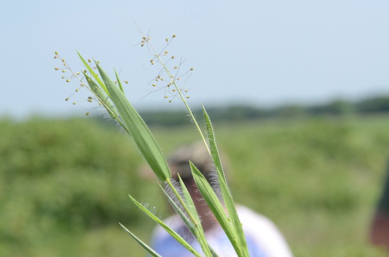 Dichanthelium praecocius photo 8