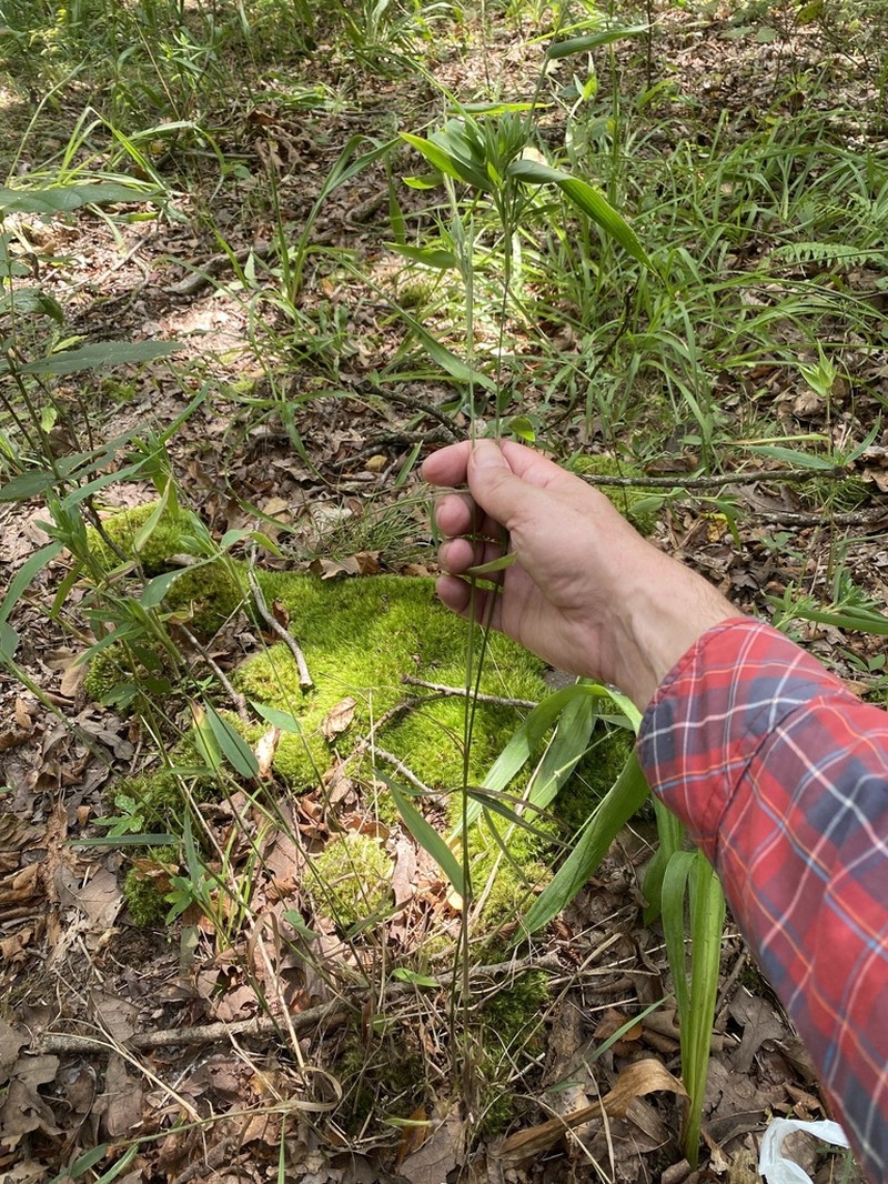 Ravenel's Rosette Grass