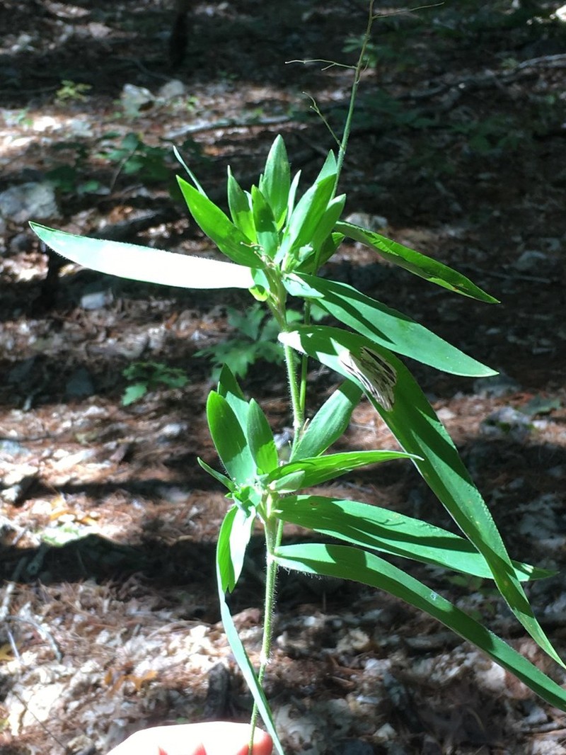 Ravenel's Rosette Grass photo 3
