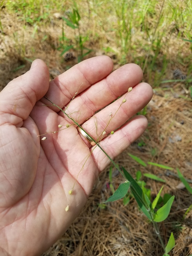 Ravenel's Rosette Grass photo 6