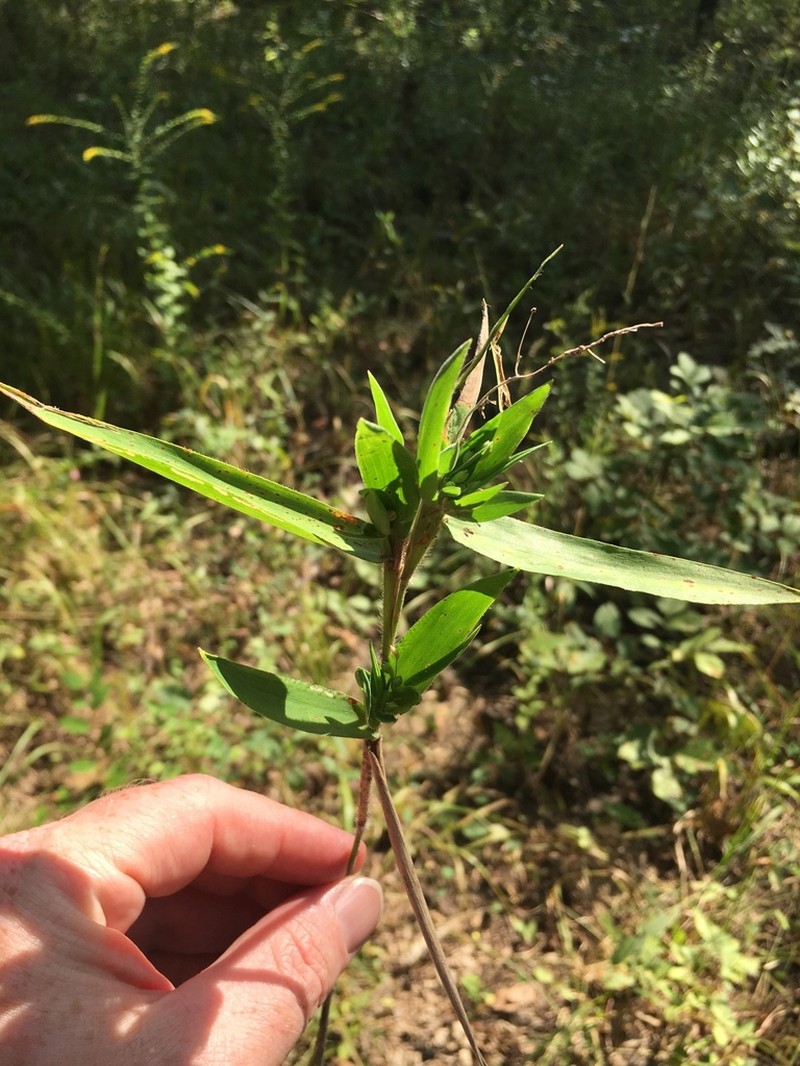 Ravenel's Rosette Grass photo 8