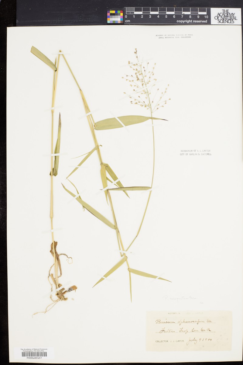 Dichanthelium recognitum