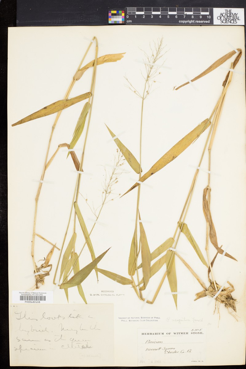 Dichanthelium recognitum photo 2