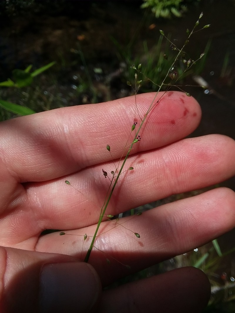 Dichanthelium roanokense photo 2