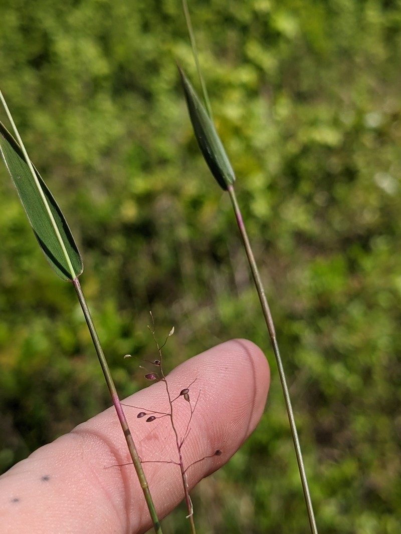 Dichanthelium roanokense photo 4