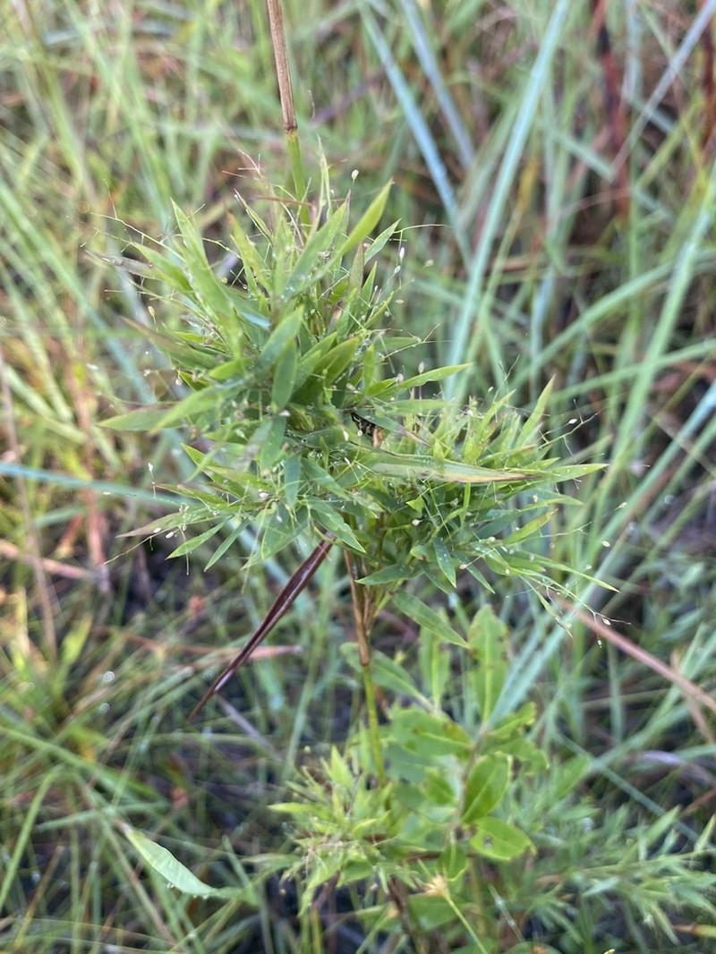 Dichanthelium roanokense photo 5
