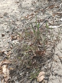 Hemlock Rosette Grass