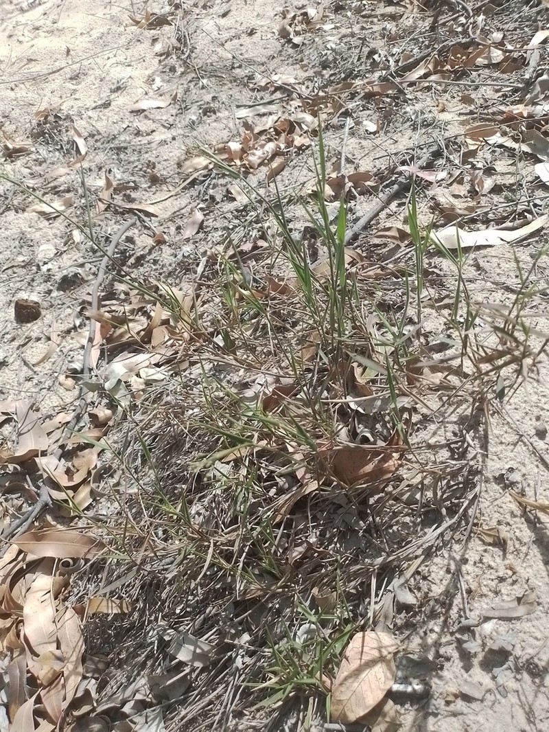 Hemlock Rosette Grass