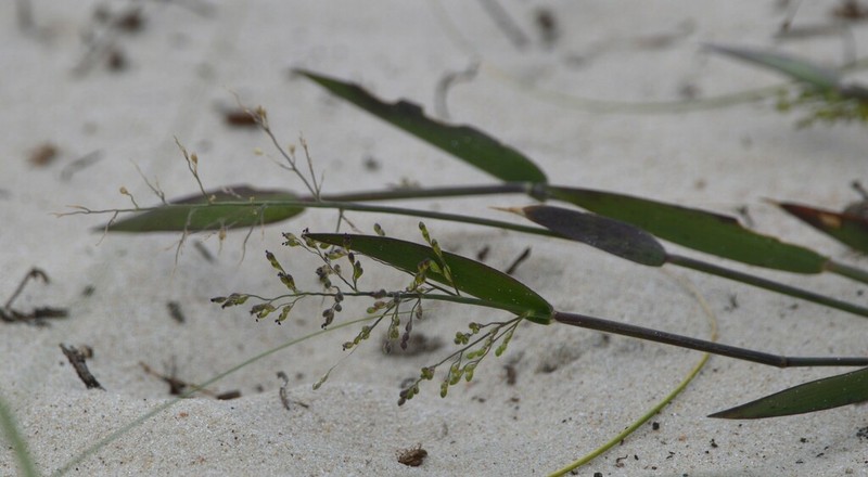 Hemlock Rosette Grass photo 2