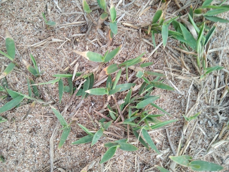 Hemlock Rosette Grass photo 3