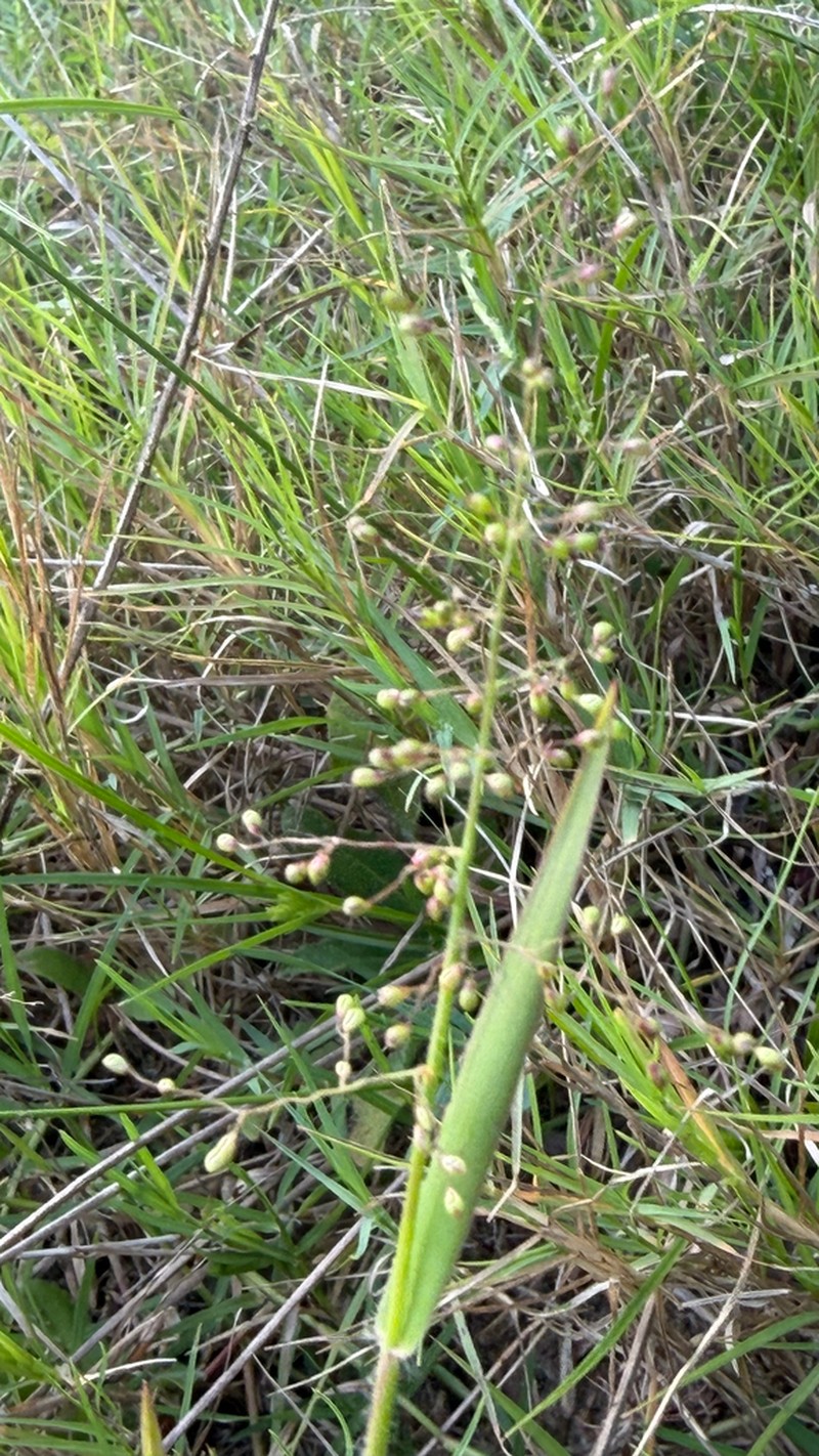 Hemlock Rosette Grass photo 4