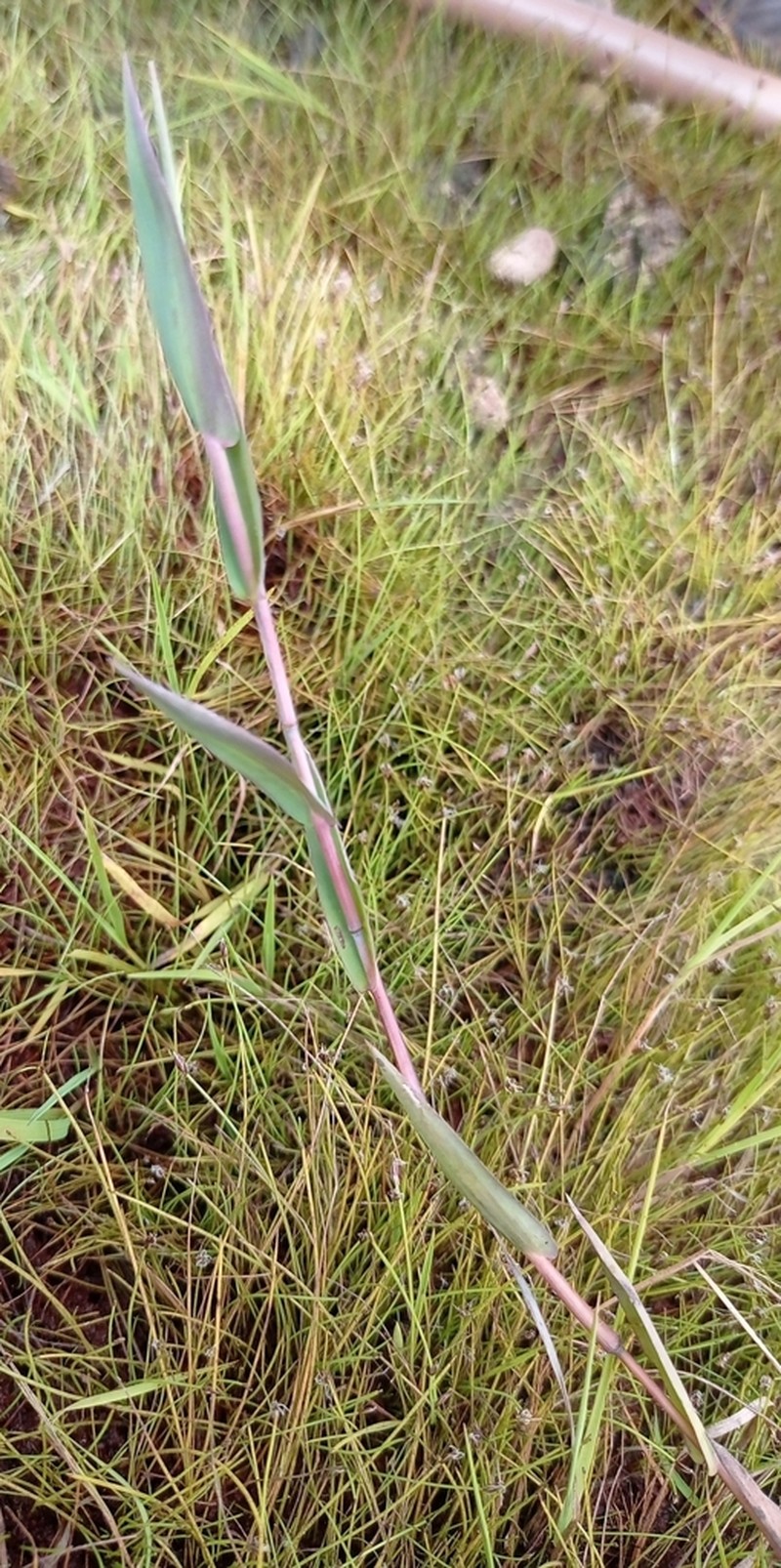 Hemlock Rosette Grass photo 5