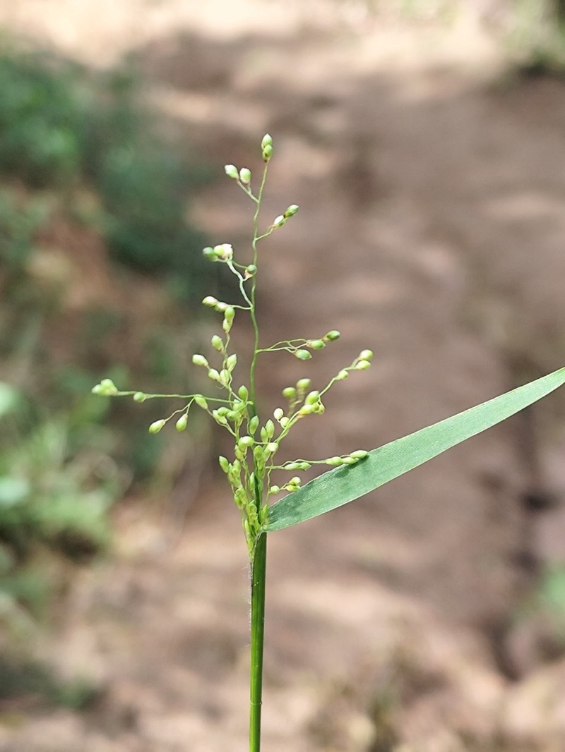 Hemlock Rosette Grass photo 6