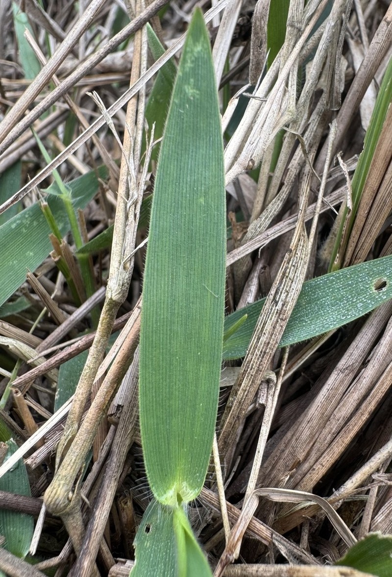 Hemlock Rosette Grass photo 7