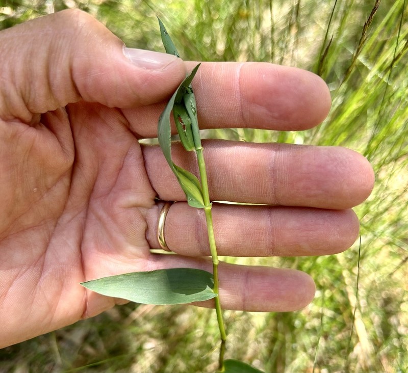 Hemlock Rosette Grass photo 8