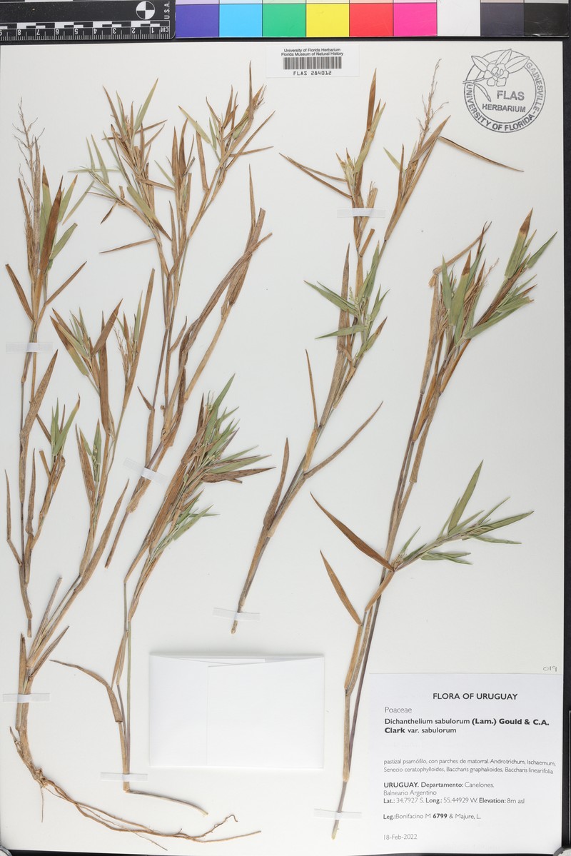 Dichanthelium sabulorum var. sabulorum