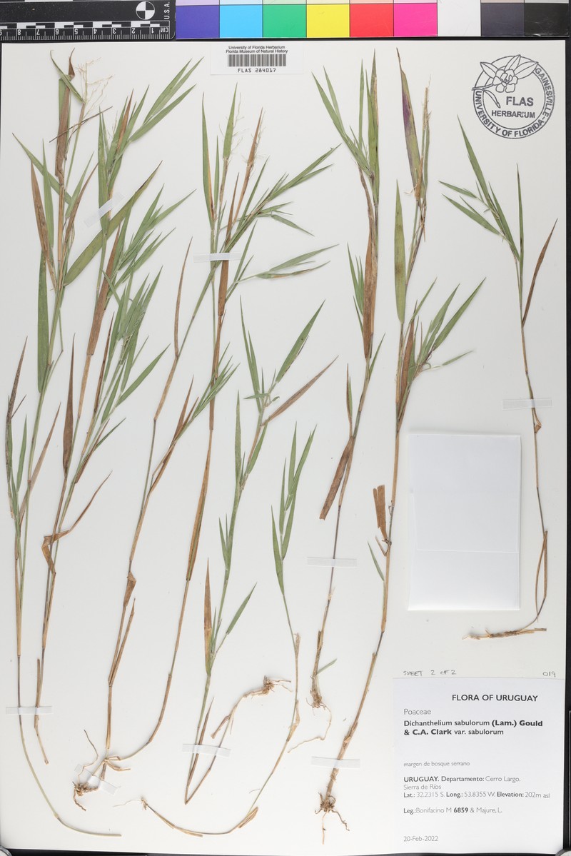 Dichanthelium sabulorum var. sabulorum photo 2