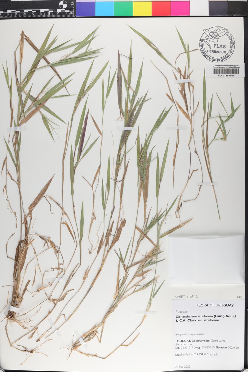 Dichanthelium sabulorum var. sabulorum photo 3