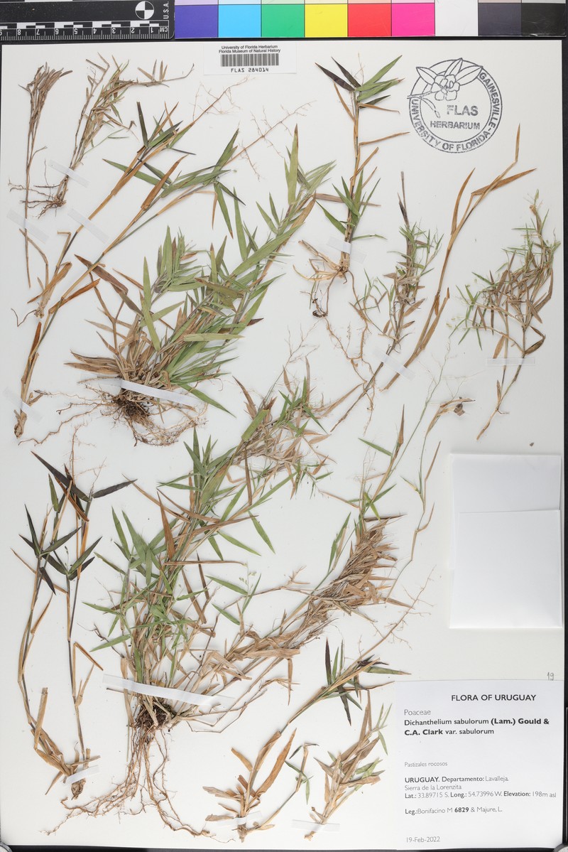 Dichanthelium sabulorum var. sabulorum photo 4