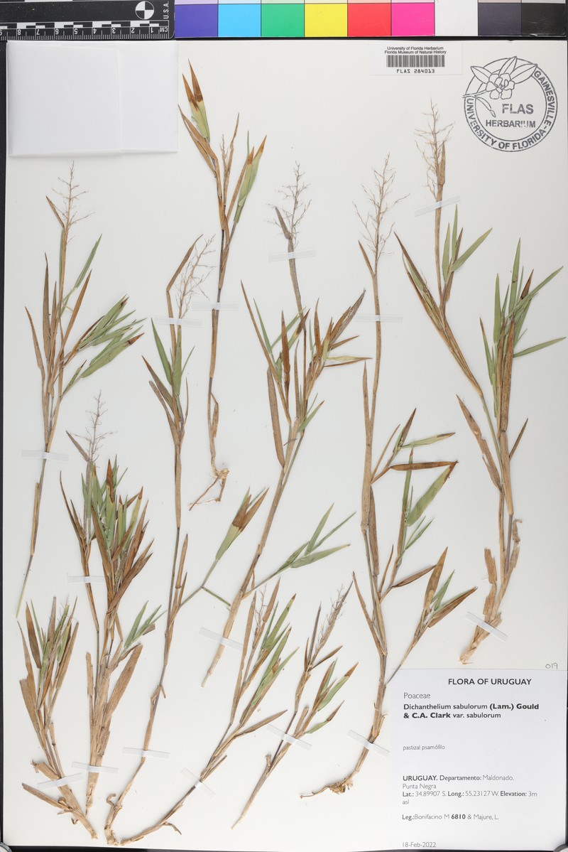 Dichanthelium sabulorum var. sabulorum photo 5