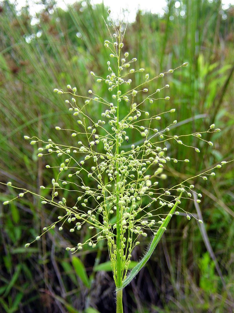 Woolly Rosette Grass