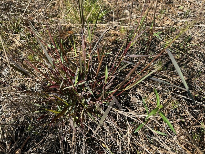 Woolly Rosette Grass