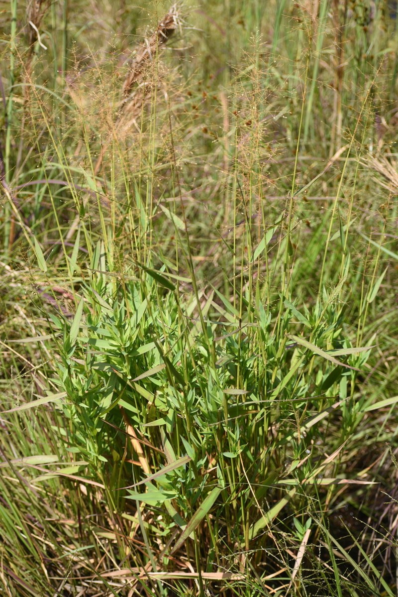 Woolly Rosette Grass photo 2