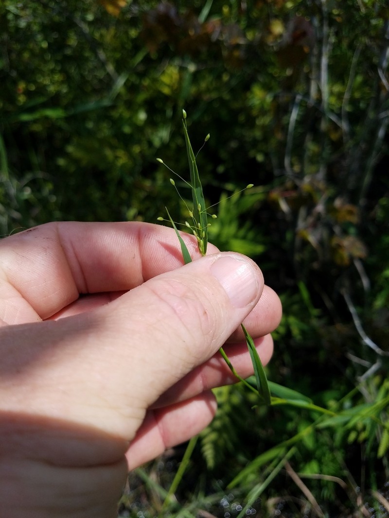 Woolly Rosette Grass photo 3
