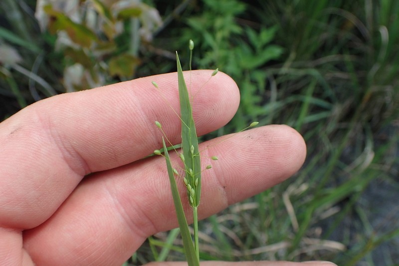 Woolly Rosette Grass photo 4