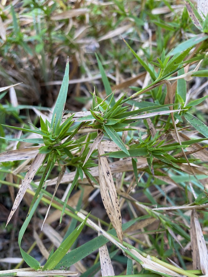 Woolly Rosette Grass photo 5