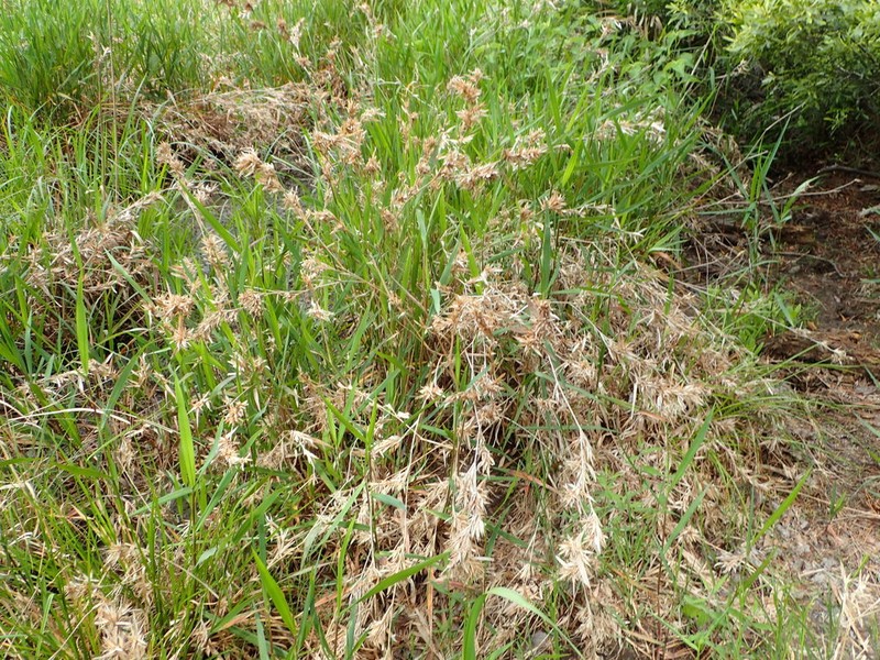 Woolly Rosette Grass photo 7