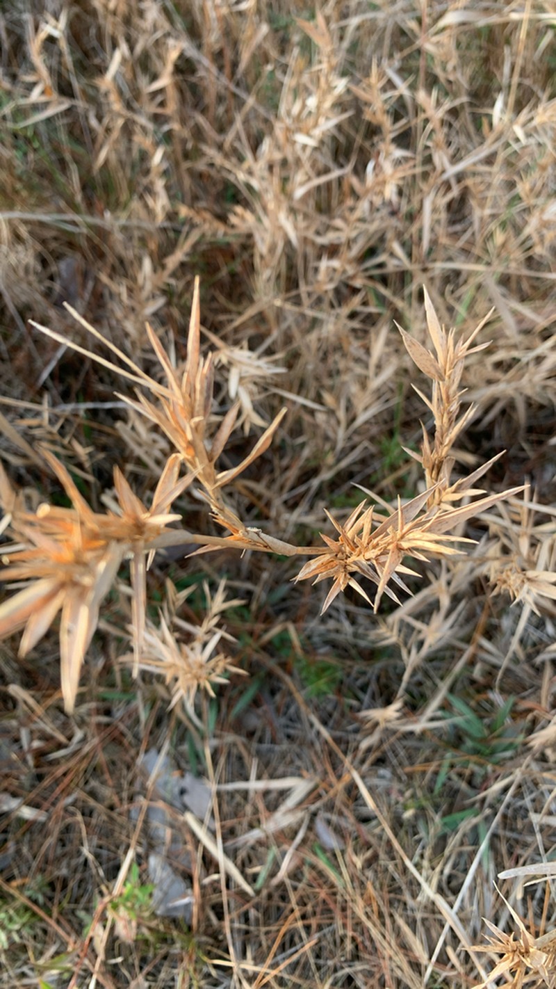 Woolly Rosette Grass photo 8