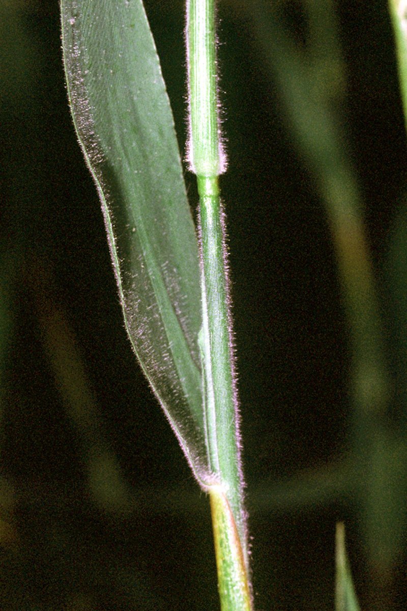 Velvet Panicum