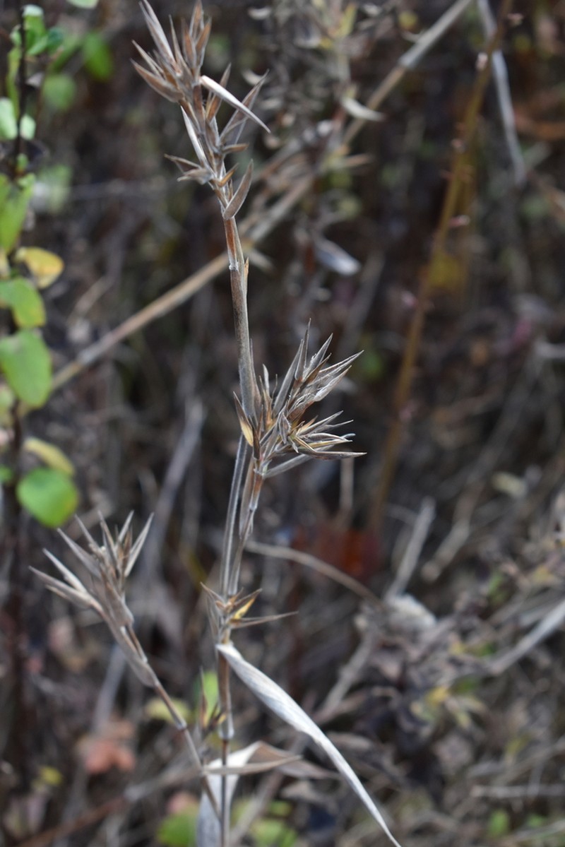 Velvet Panicum