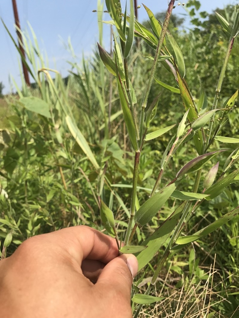 Velvet Panicum photo 2