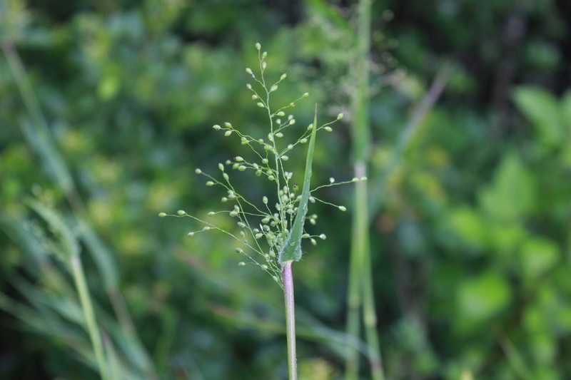 Velvet Panicum photo 4
