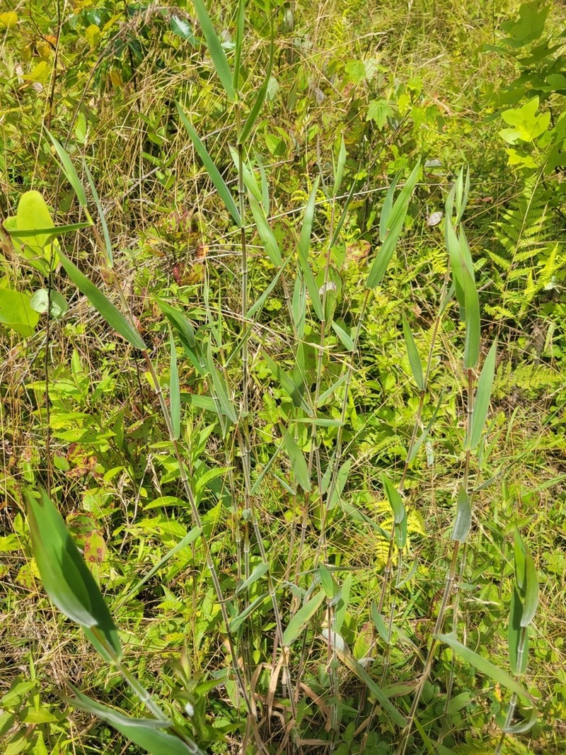 Velvet Panicum photo 5