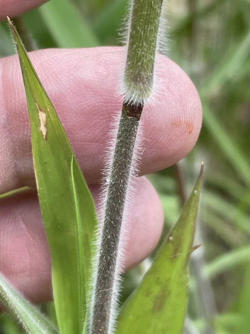Velvet Panicum photo 6