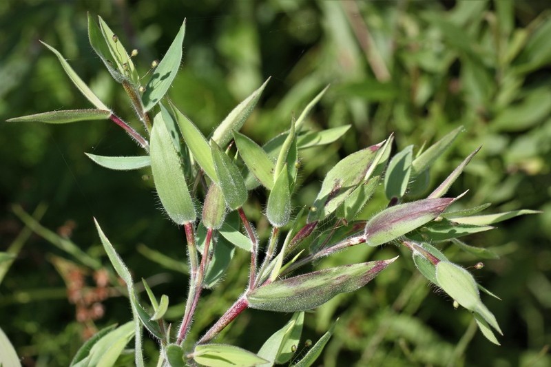 Velvet Panicum photo 7