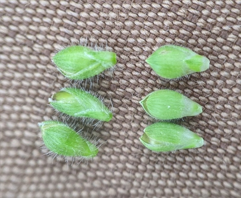 Dichanthelium scribnerianum