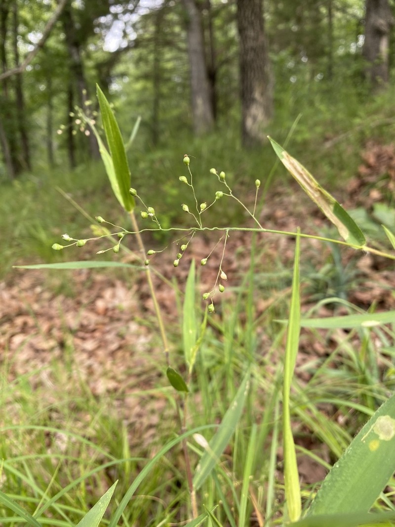 Dichanthelium scribnerianum photo 2