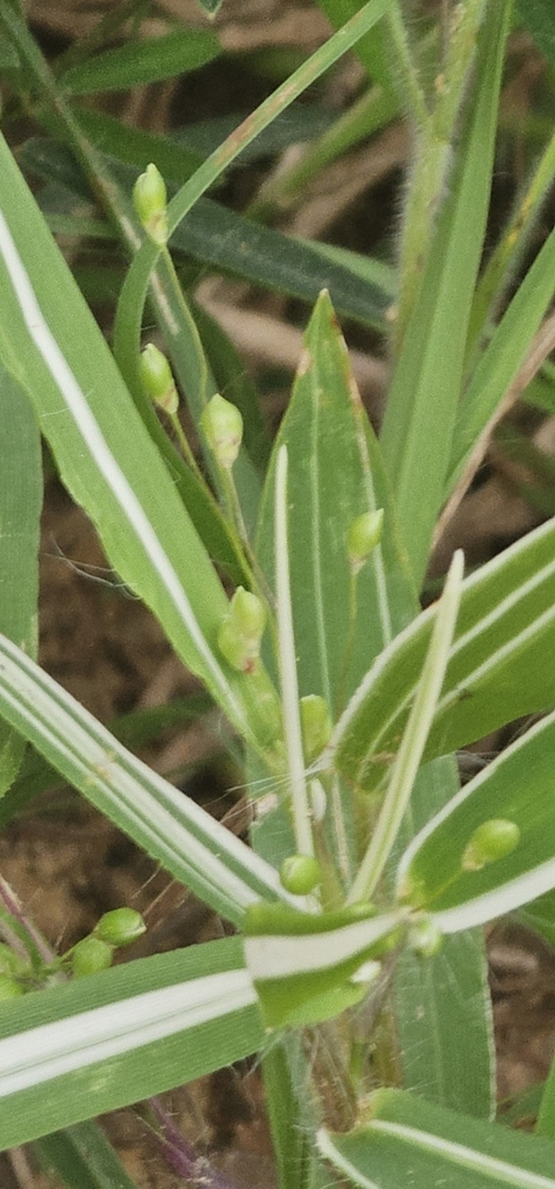 Dichanthelium scribnerianum photo 3