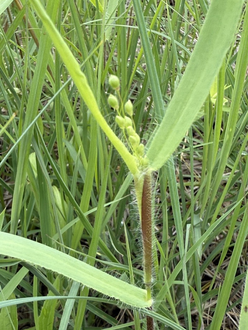 Dichanthelium scribnerianum photo 4