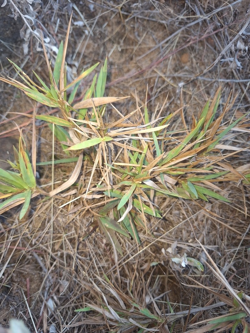 Dichanthelium scribnerianum photo 6