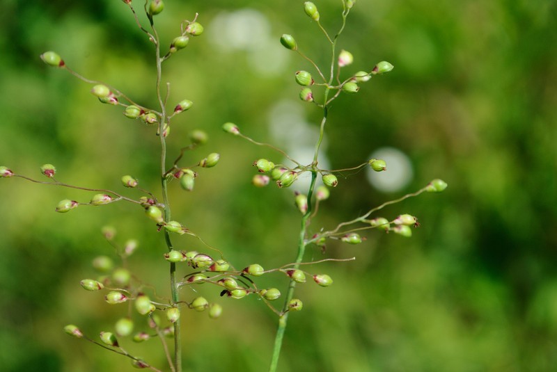 Dichanthelium scribnerianum photo 7