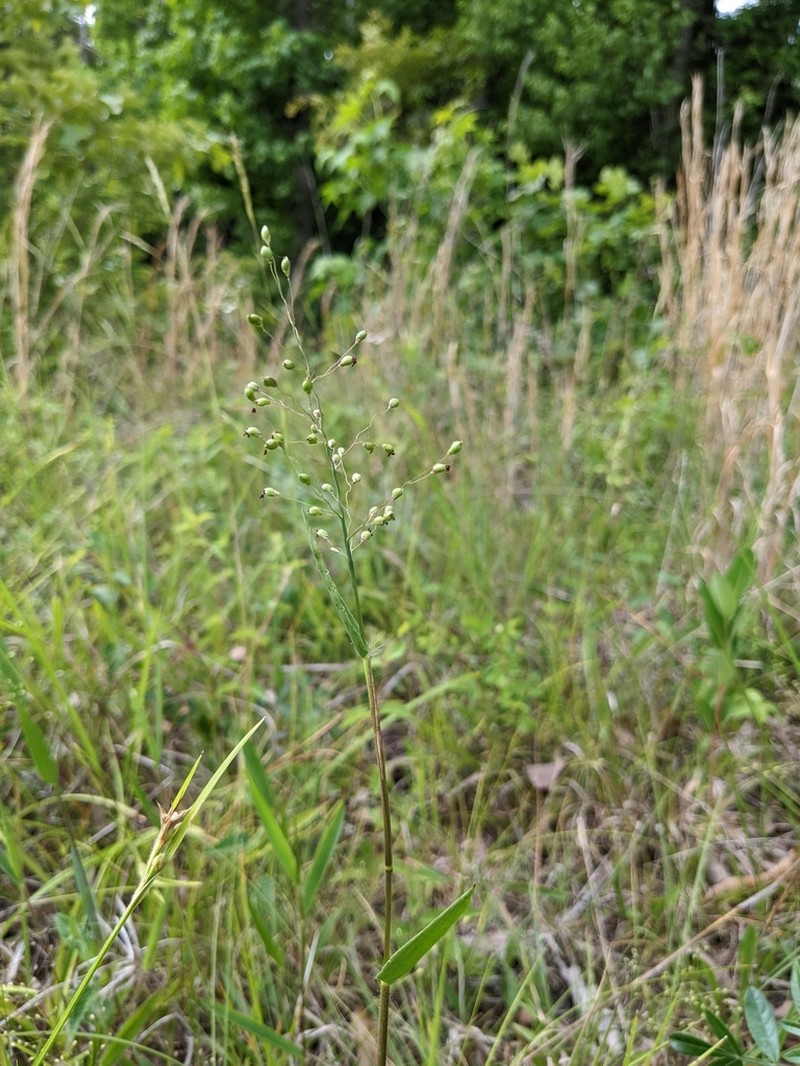 Dichanthelium scribnerianum photo 8
