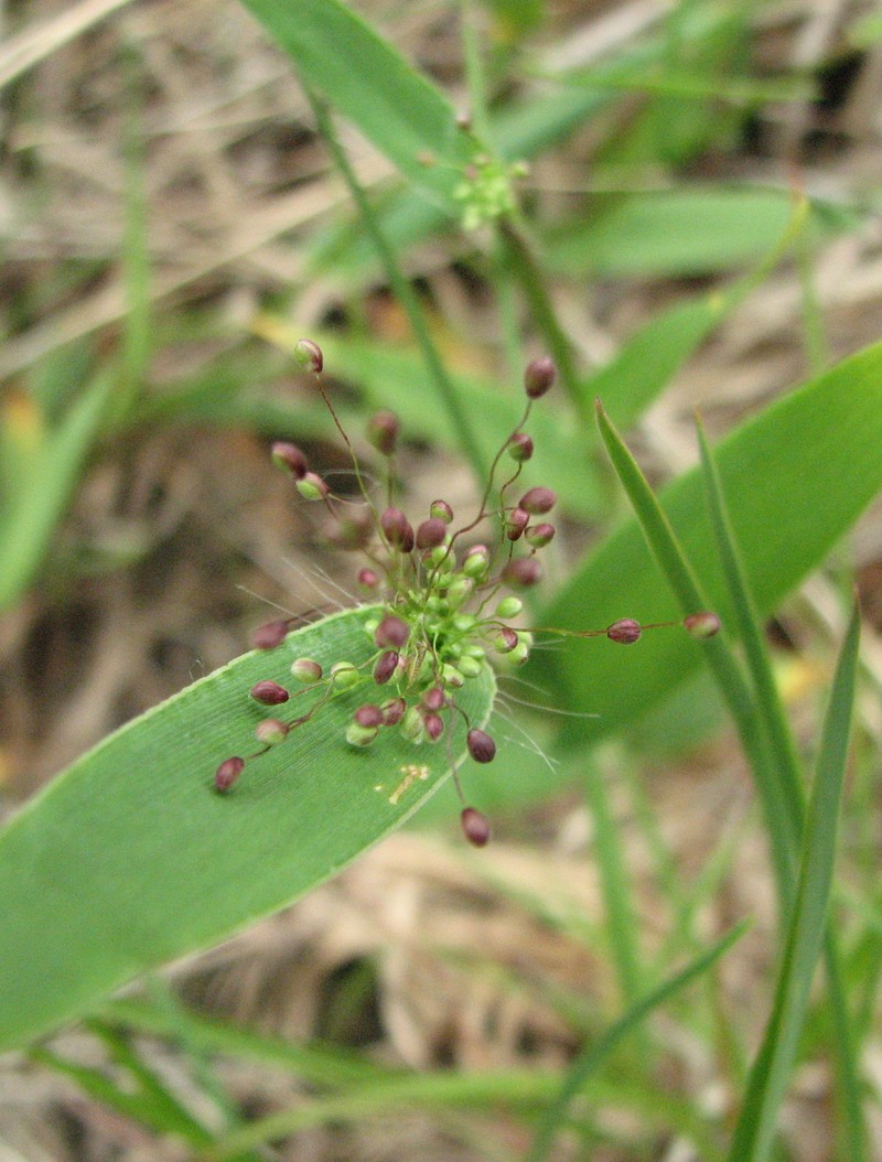 Roundseed Panicgrass