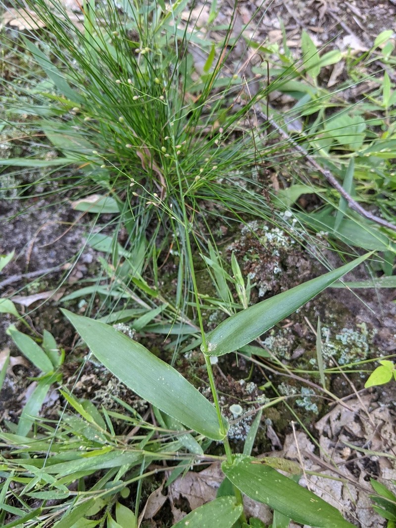 Roundseed Panicgrass